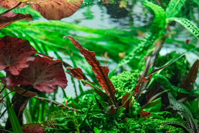 Bring Your Aquascape to Life