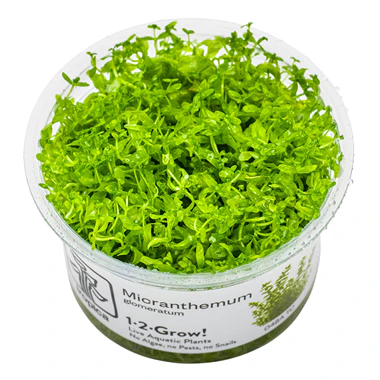 Tissue Culture
