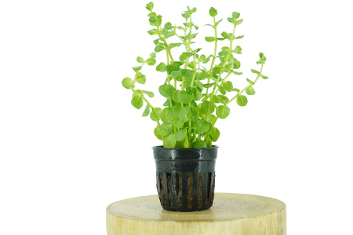 Live Plants
